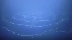 Makhluk Hidup Sepanjang 45 Unit Lebih Ditemukan Meliuk-liuk di dalam Pantai Australia