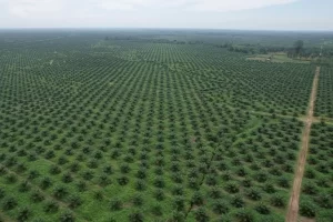 Bukti Transformasi, PTPN Group Cetak Laba Rp14,9 Ribu Miliar