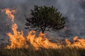 Cuaca Kering Picu Kebakaran Hutan Besar dalam Korea Selatan