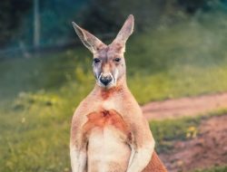 7 Fakta Menarik Kangguru Merah, Marsupial Terbesar Dunia
