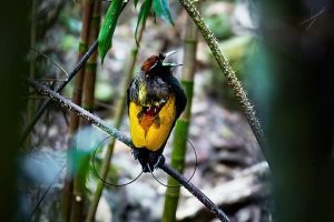 6 Burung Indonesia Paling Indah, Cenderawasih hingga Merak!