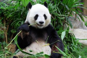 Panda Nababan Minta Gibran Jelaskan Isu Ijazah SMA