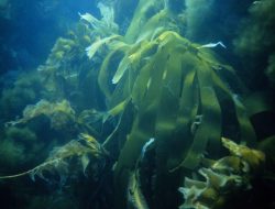5 Fakta Menarik Desmarestia Ligulata, Rumput Laut Kaya Asam Sulfat