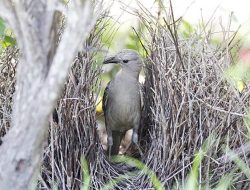 5 fakta menarik burung bowerbird yang membangun rumah untuk menarik betina