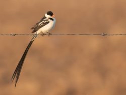 5 Fakta Menarik Burung Vidua Macroura dengan Ekor Panjangnya