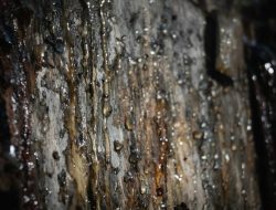 Mengapa Pohon Mengeluarkan Getah?