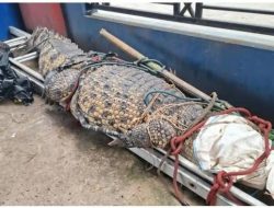 Lutung dan Buaya Muncul Tiba-Tiba di Permukiman Bekasi