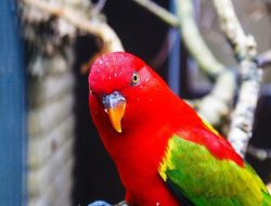 5 Fakta Menarik Kasturi Ternate, Sang Cerdas Merah Maluku Utara