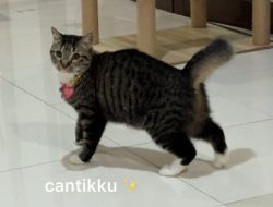 Kucingnya Pergi Selamanya, Pesan Sedih Dayu Hatmanti