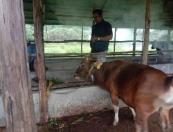 Waspadai Lonjakan Penyakit Mulut dan Kuku di Akhir Tahun