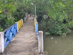 Fakta Viral Pembabatan Mangrove Kendari, Gubernur Sulawesi Tenggara Angkat Bicara