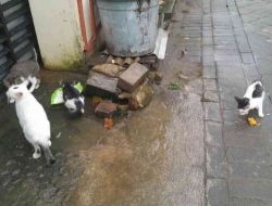 Kisah Kucing Kelaparan dan Kebijaksanaan Manusia