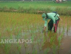 Tanah Sawah Terlalu Asam, Petani Rias Kehilangan Panen Dua Musim Beruntun
