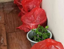 Mode Petani Aktif: 7 Bibit Tanam, Semoga Tumbuh Berkembang!