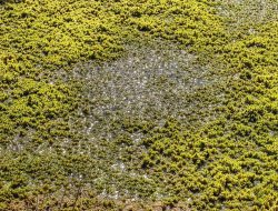 Tanaman Pemakan Asam: Rahasia Kehidupan di Danau Asam