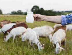 Rahasia Tetap Segar Saat Puasa dengan Susu Kambing