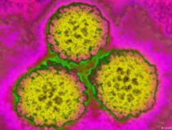 Jutaan Kanker Bisa Dicegah dengan Gaya Hidup Sehat