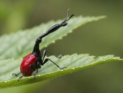 6 fakta menarik tentang kumbang jerapah, serangga langka Madagaskar