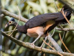 5 Fakta Menarik Burung Maleo, Hewan Endemik Indonesia yang Terancam Punah