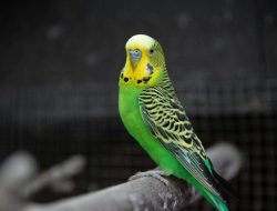 5 fakta menarik tentang lovebird, burung bersosial!