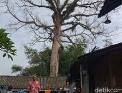 Studi UGM: Pohon Randu Alas Tuksongo Magelang Terancam, Akan Jadi Monumen