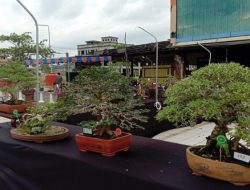 Melihat Pohon Bonsai Bougenville di Tenayan Raya, Indri Bisa Beli Mobil dan Tanah