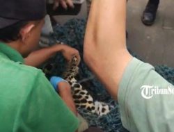 Jangan Tambah Stres, Macan Tutul Ditangkap Di Tawangmangu Disarankan Ditempatkan Di Kandang Luas