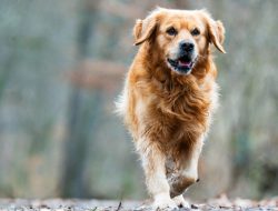 8 makna mimpi anjing, setia atau khianat?