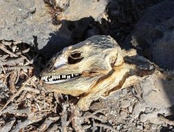 5 Fakta Menarik Iguana Pink Galapagos, Spesies Langka yang Terancam Punah