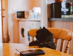 6 Alasan Kucing Tidak Bisa Tidur Saat Kamu Sahur