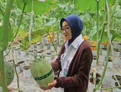Mencari Takjil Sehat, Warga Trenggalek Pilih Melon Segar Petik Langsung
