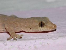 5 fakta mengejutkan cicak transparan, apakah jelmaan makhluk halus?