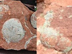 Heboh! Telur Dinosaurs 72 Juta Tahun, Apakah Milik Titanosaurus dan Ankylosaurus?