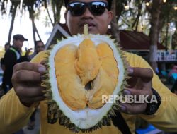 459 Ton Durian RI Laku Rp42,5 Miliar, China Berebut