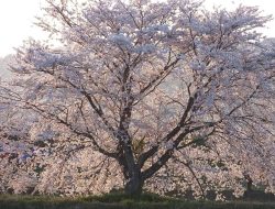 5 Jenis Bunga Sakura Populer di Jepang, Apa Perbedaannya?