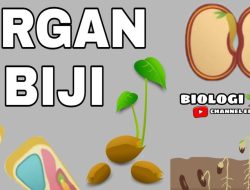 Kunci jawaban biologi kelas 11 halaman 197 aktivitas 6.11