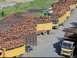 Didit Srigusjaya Panggil Perusahaan Kelapa Sawit Soal Harga TBS