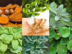 Delapan Manfaat Moringa untuk Kesehatan, Tanaman Obat Herbal